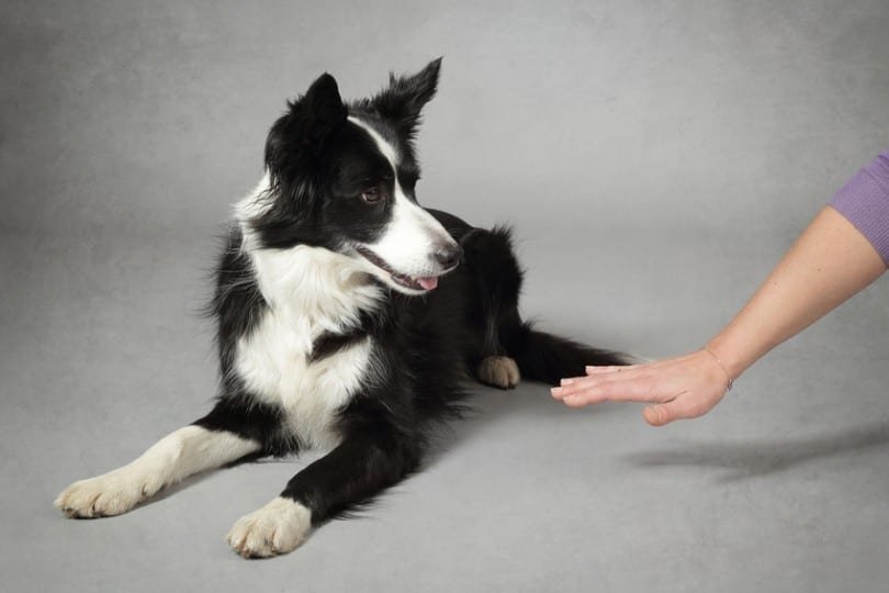 Comment apprendre à son chien à se coucher