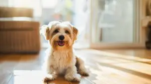 un chien qui est couché sur le sol dans un apartement