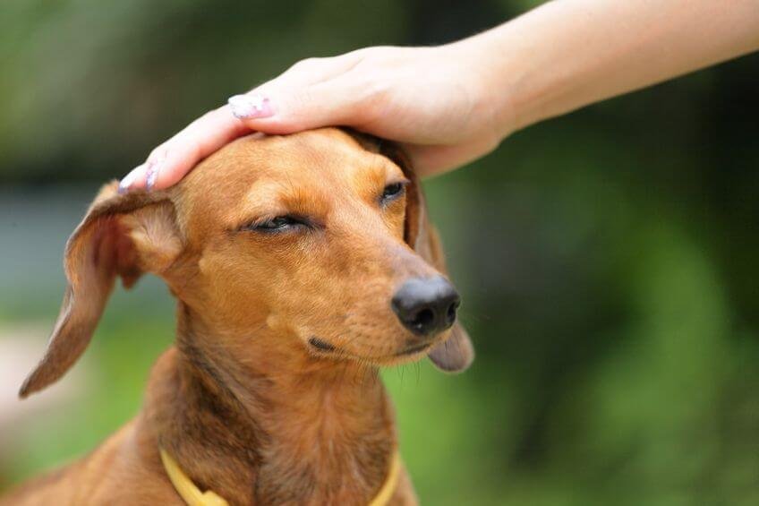  Elle  Se Fait Saute Par Son Chien  Chien  Nouvelles