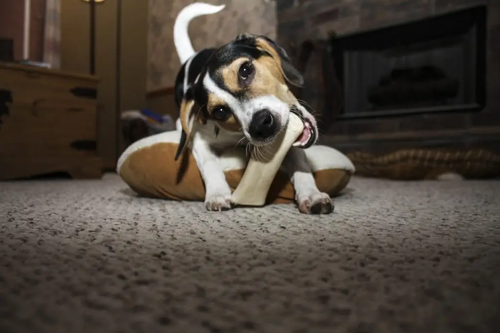 chiot mordille os