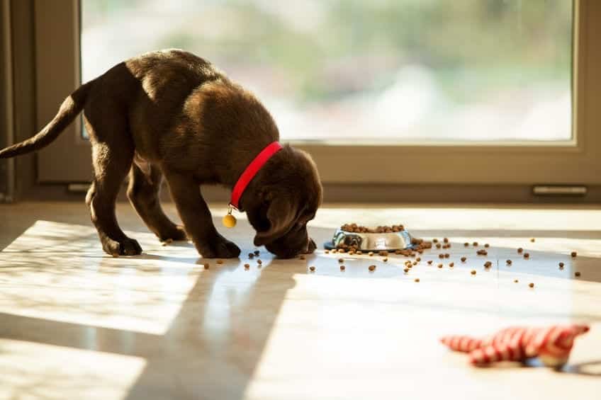 chiot croquette