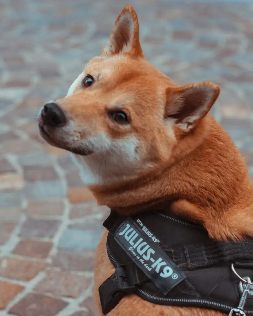 julius k9