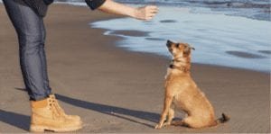 apprendre le touche a son chien