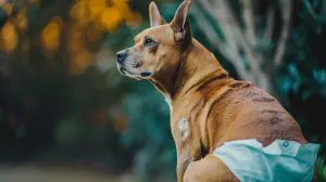 dog with diaper slipping off