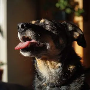 dog self-grooming excessively