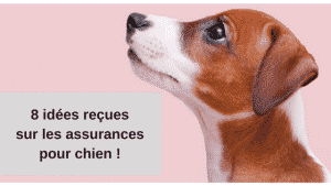 idee recue assurance chien