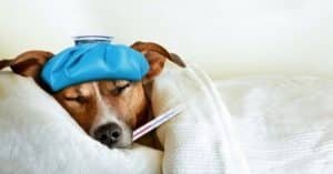 ibuprofene chien malade