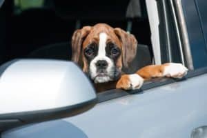 gravol chien malade en voiture