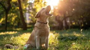 chien qui repond à l'ordre d'aboyer