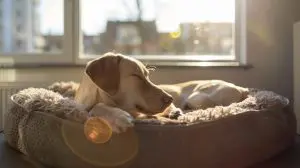 Chien au panier après avoir obéi à l'ordre d'aller au panier