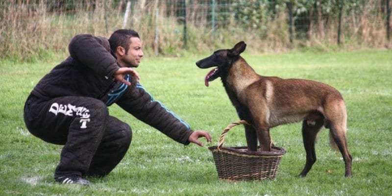 Mon chien a mordu quelqu'un : que faire ? [GUIDE COMPLET]
