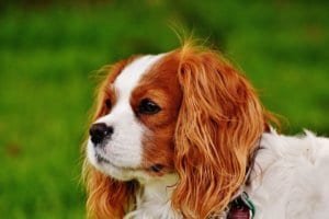 cavalier-king-charles