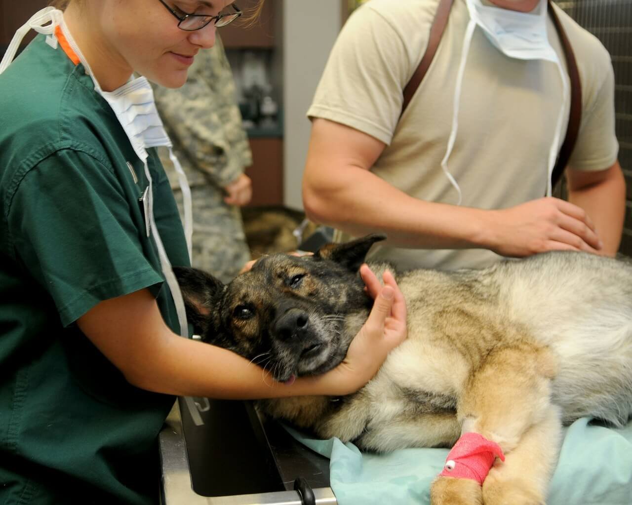 Mon chien mangé des raticides: que dois-je faire ? - VETDOM