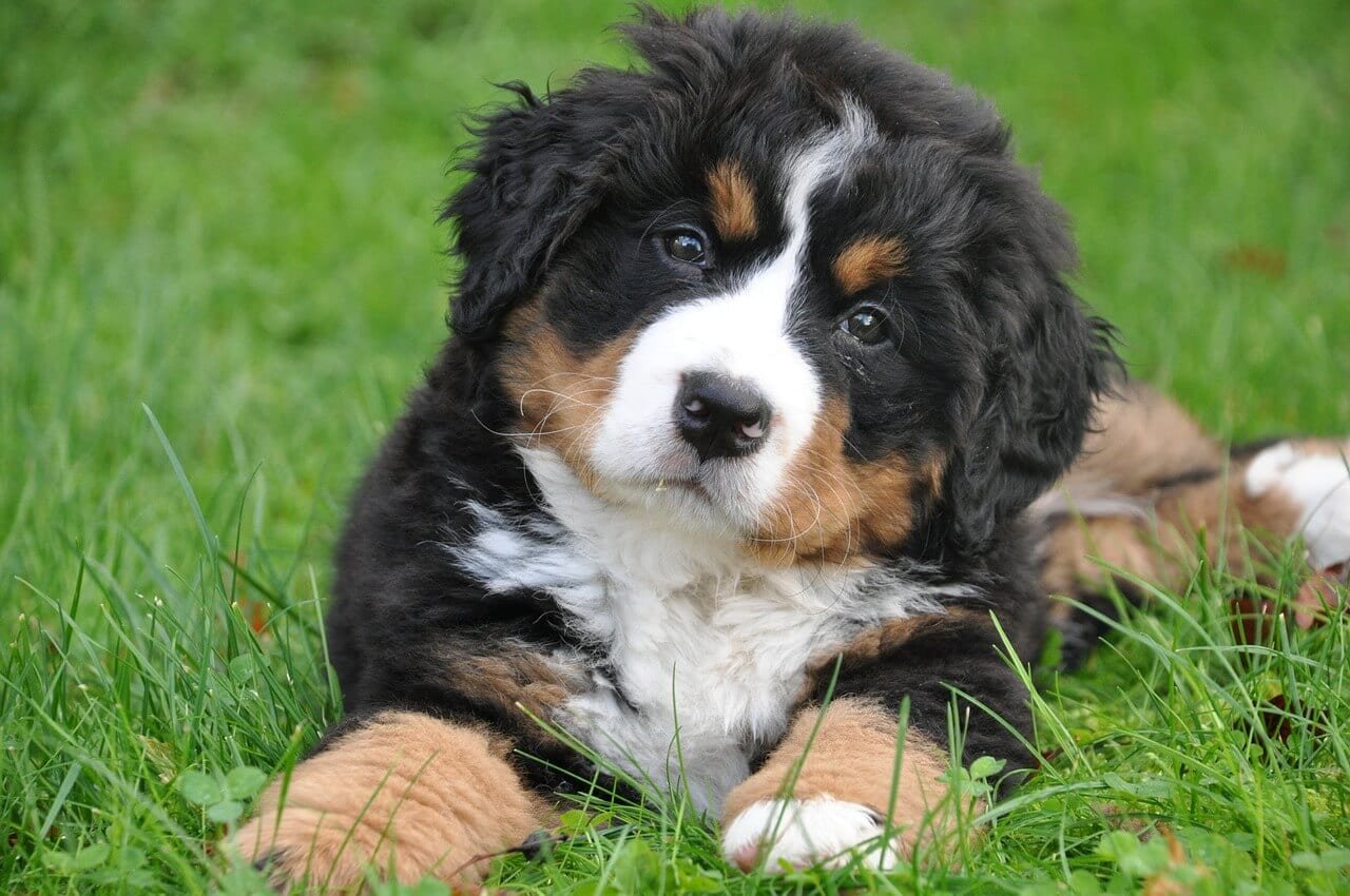 Comment empêcher mon chien de creuser des trous dans le jardin ?