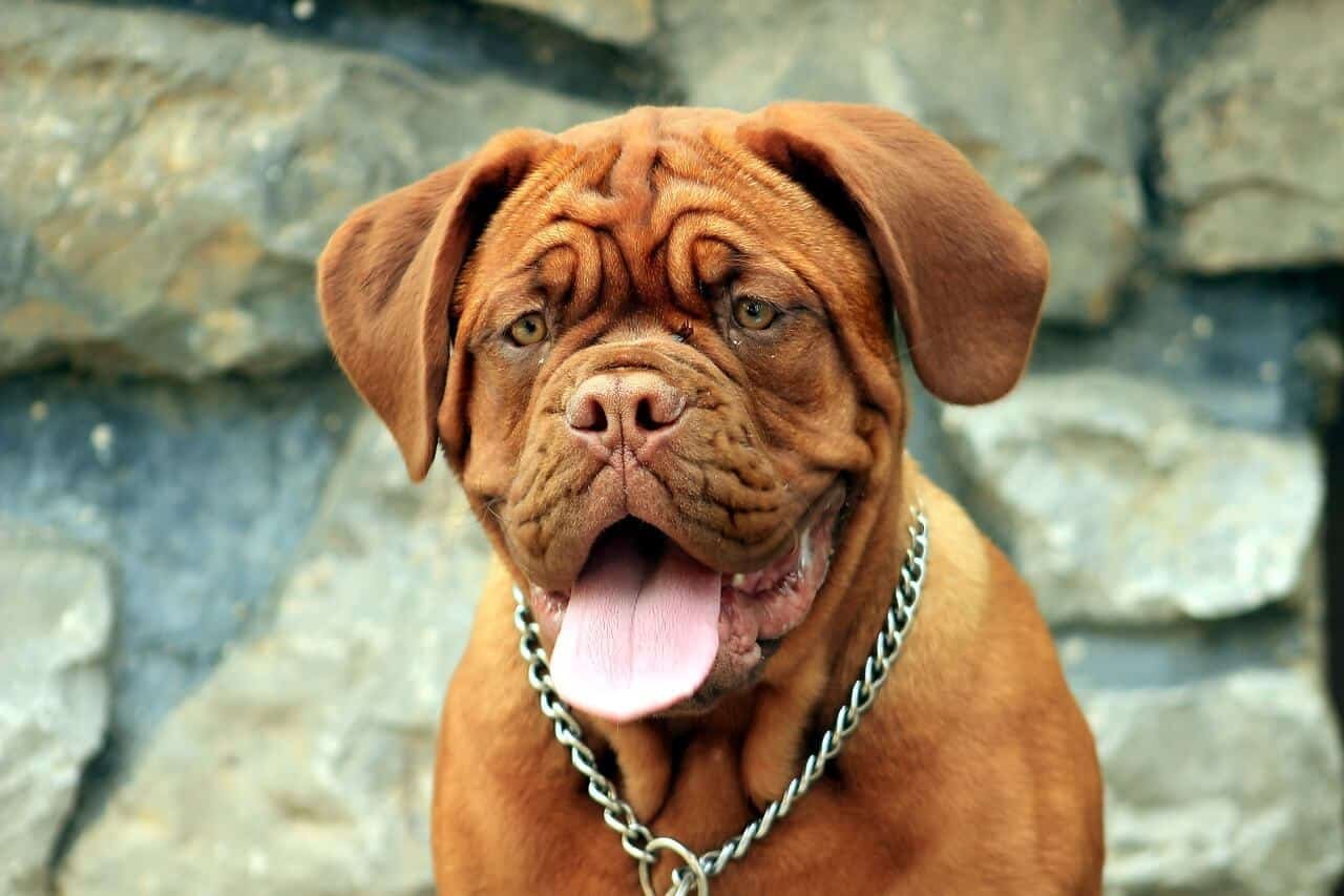 dogue de bordeaux