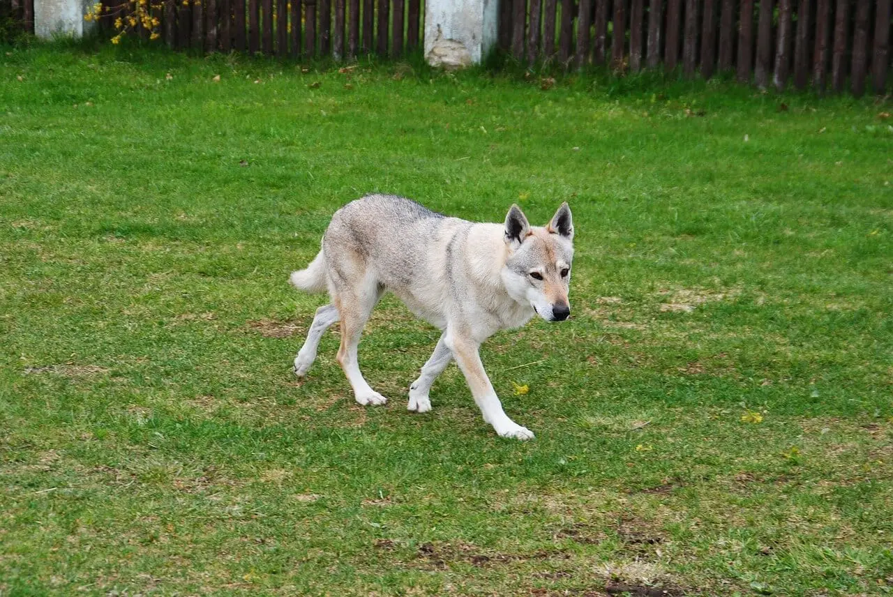 Loup majestueux se tenant sur un terrain herbeux, avec un pelage gris, brun et blanc