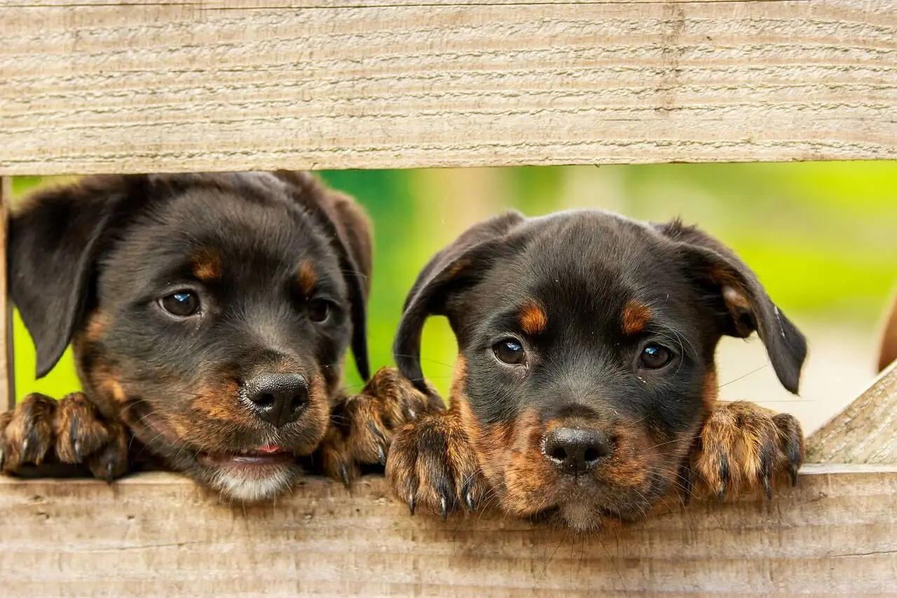 deux Rottweiler