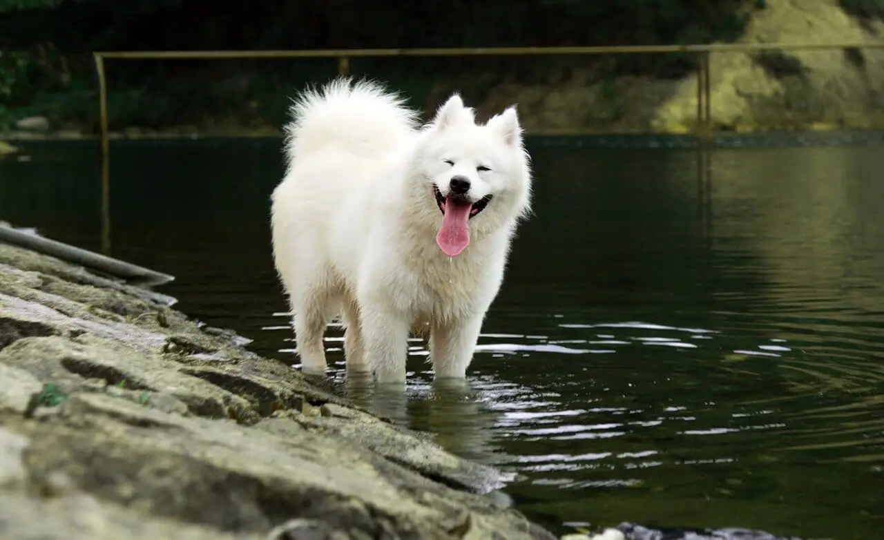 un Samoyede