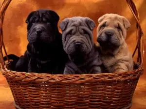 Shar-Pei
