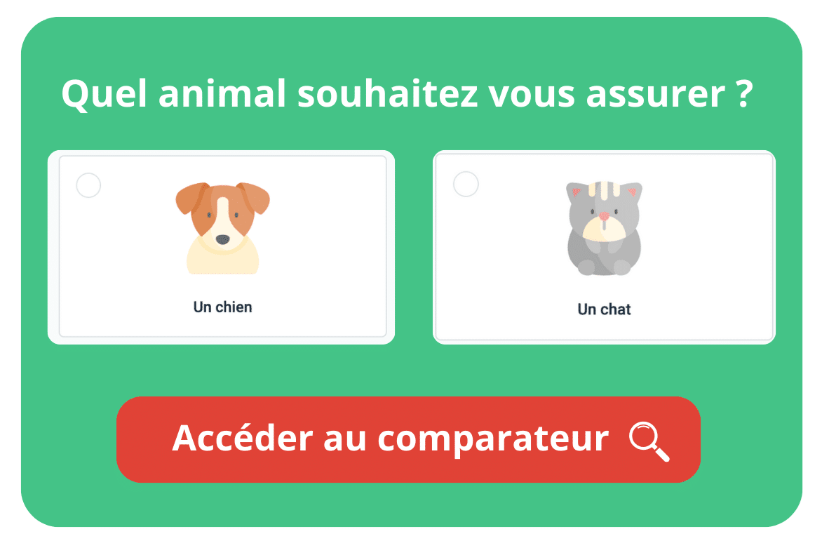 Trouver une assurance pour son chien
