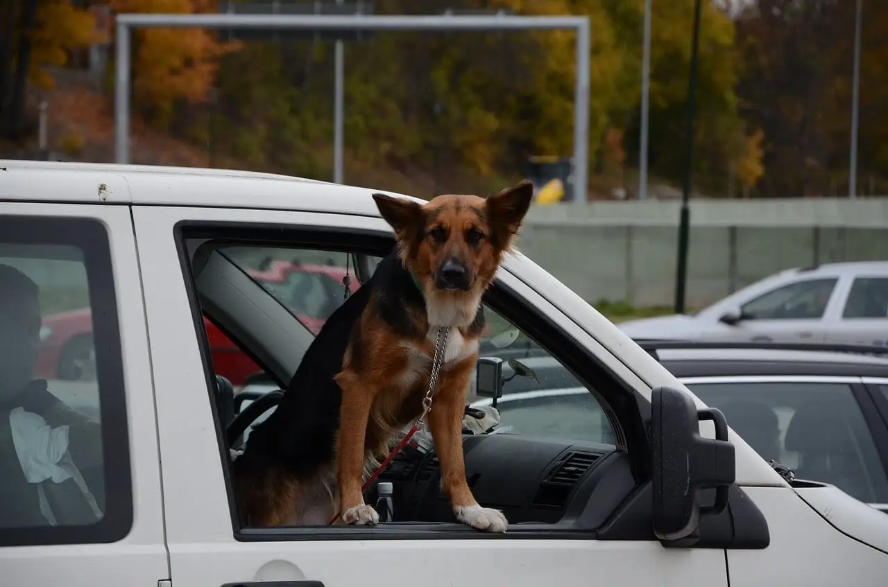 grille chien voiture