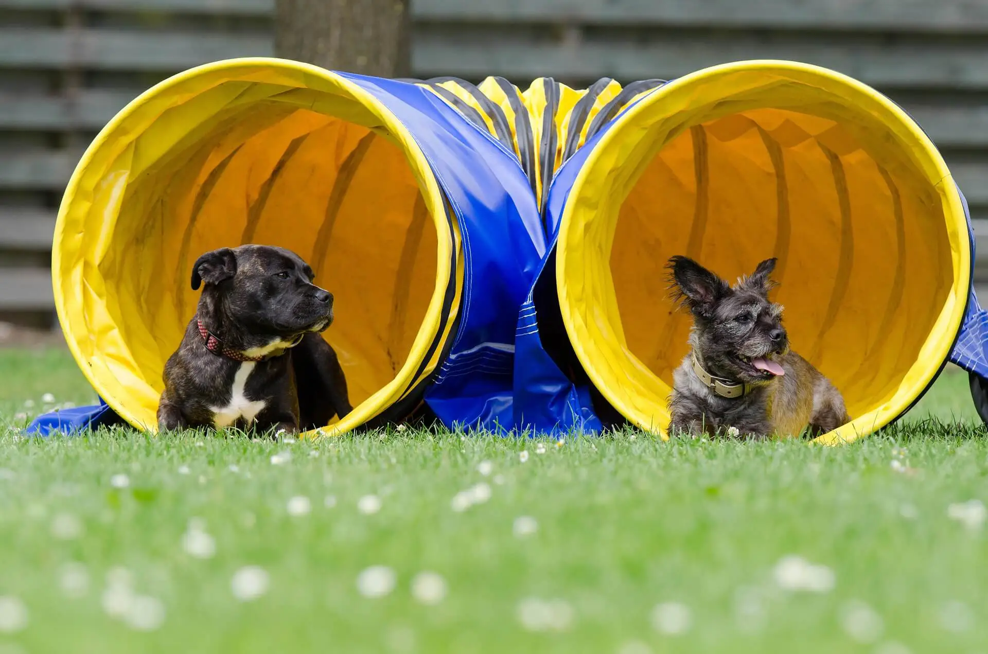 kit agility pour chien