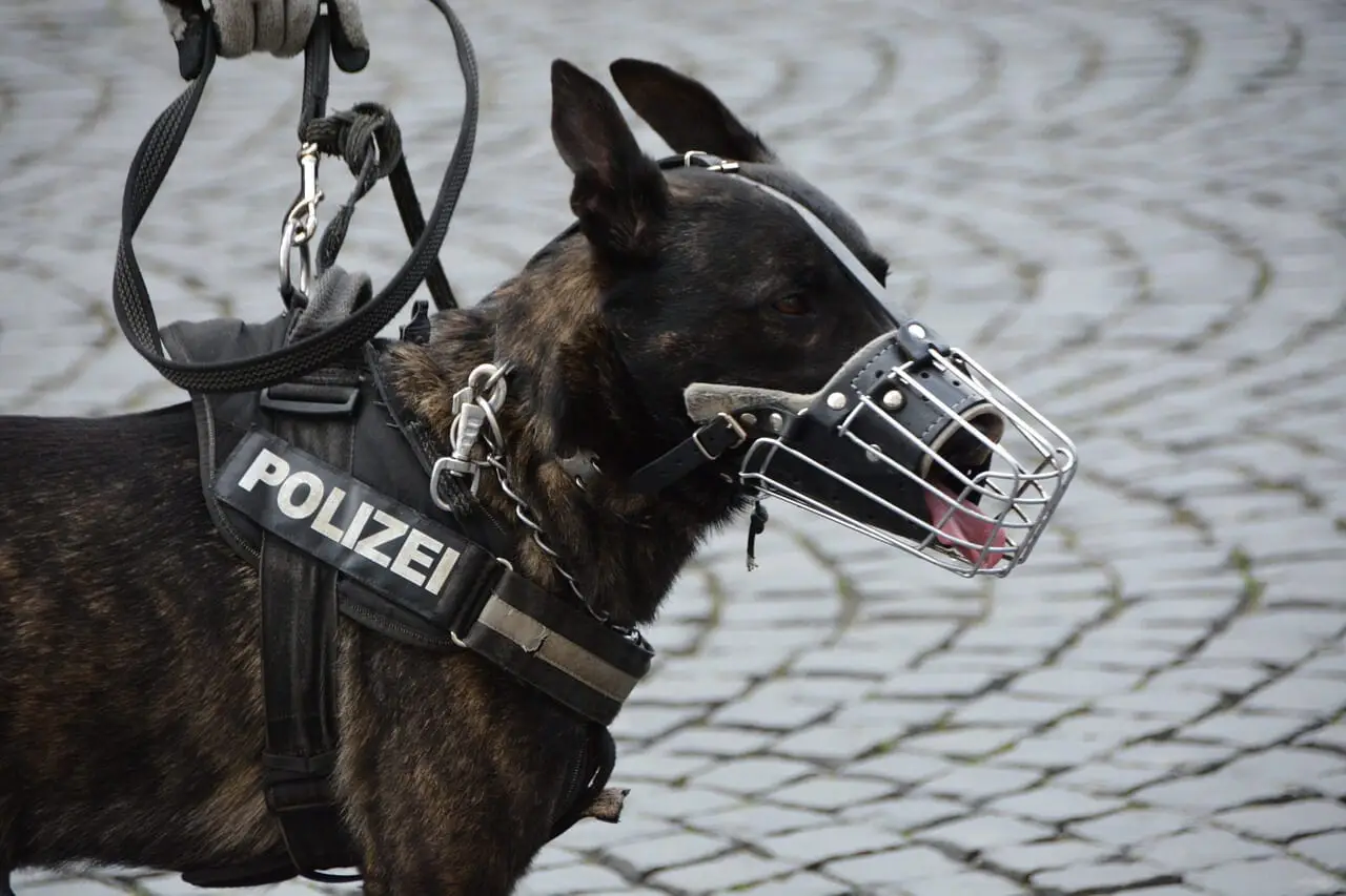 museliere chien