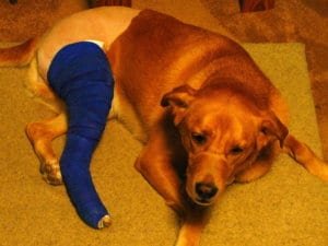 fracture du chien