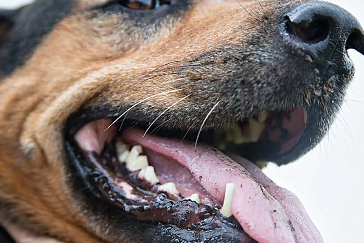 muqueuses chien