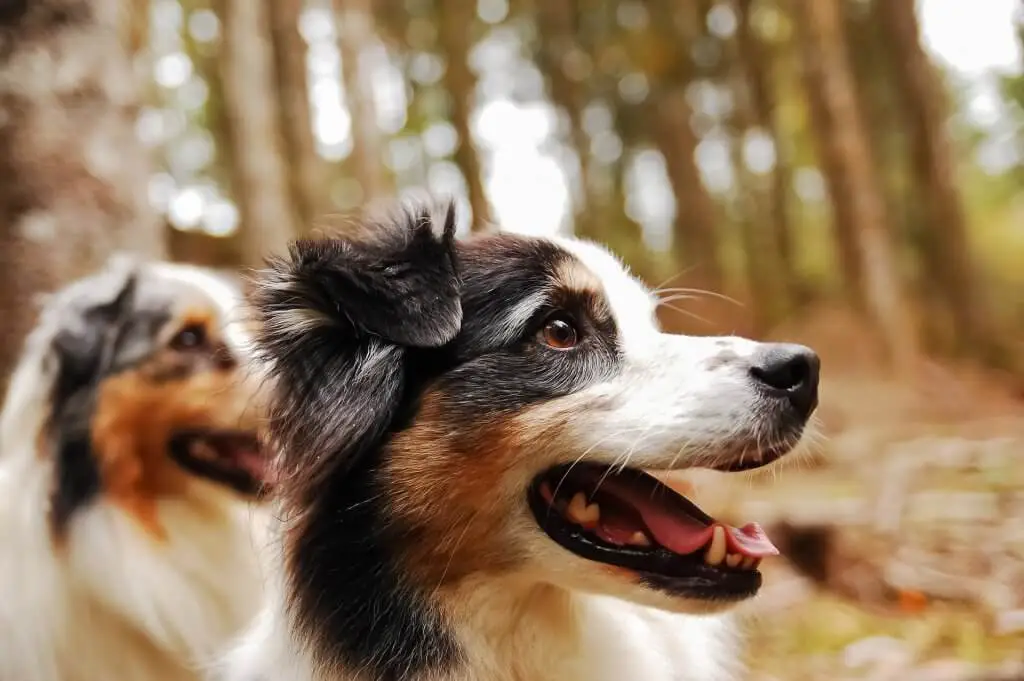 nom de chien en R 