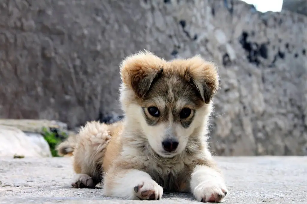 nom de chien en R 