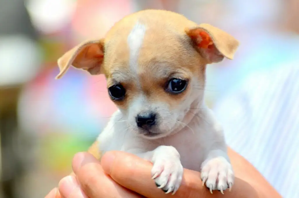nom de chien en R 