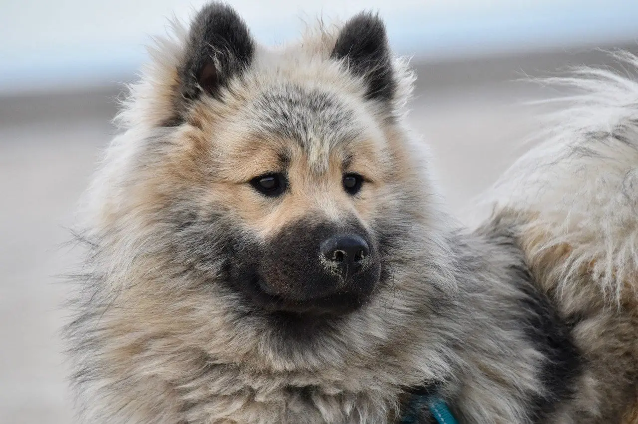 affixe chien
