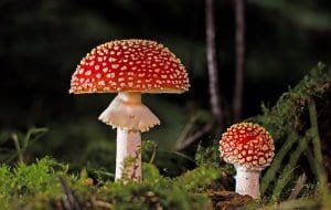 aliment toxique pour chien