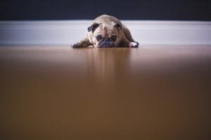 anxiété de séparation chien