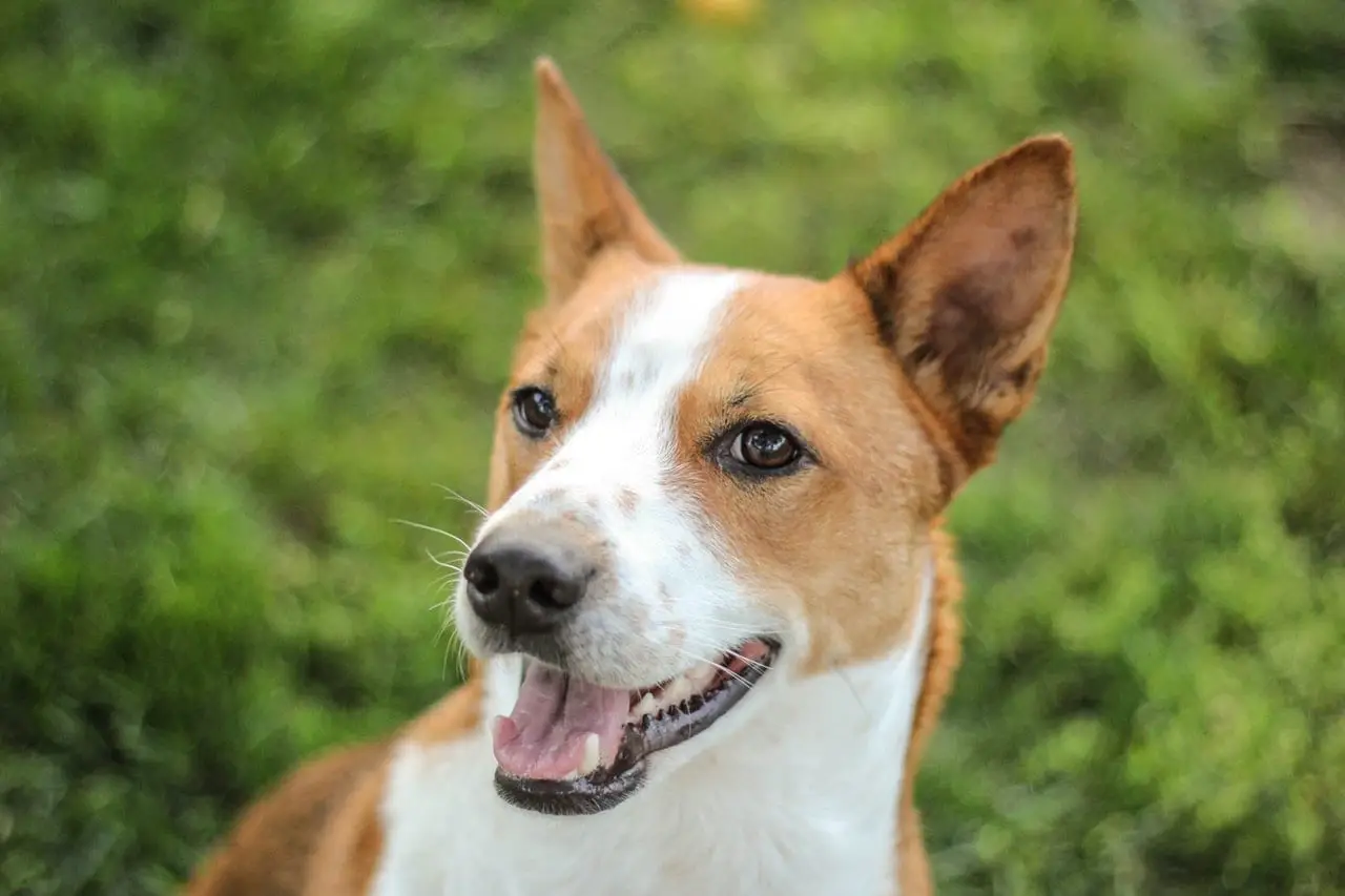 un chien basenji