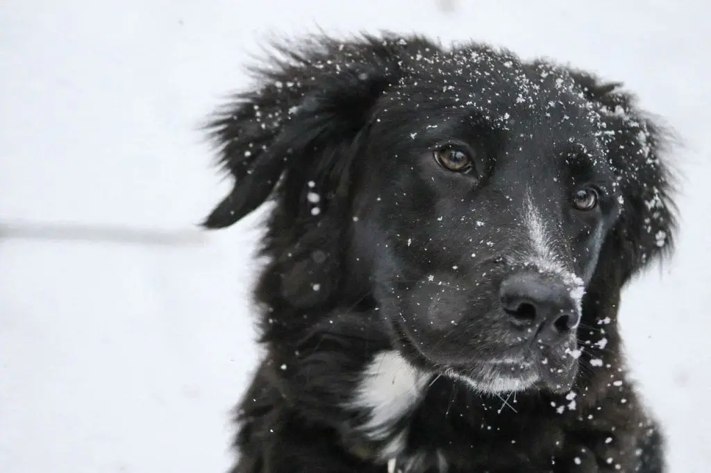 border collie