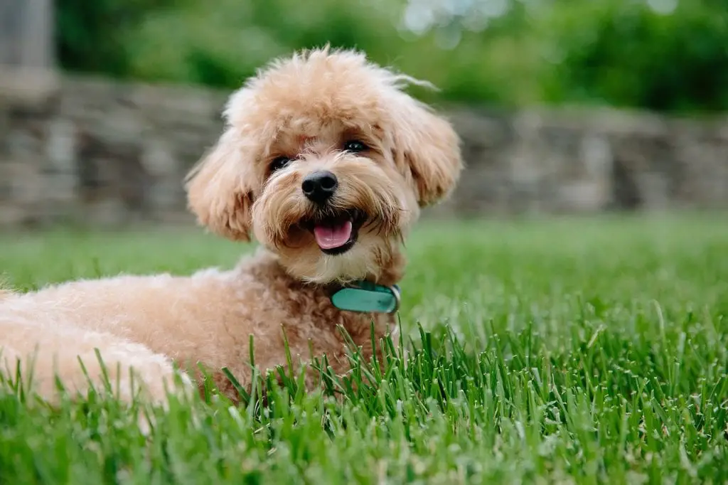 caniche
