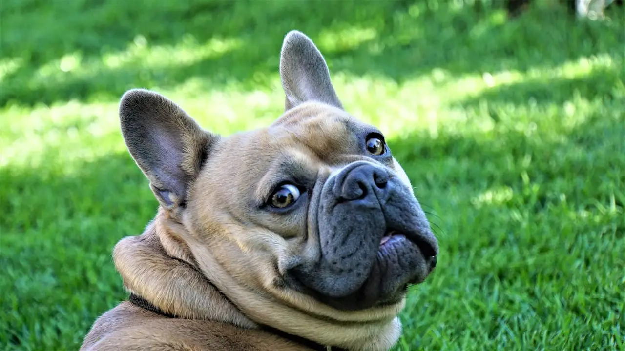chien anxieux