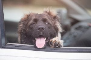 chien enfermé dans une voiture