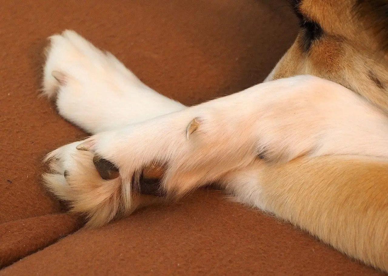 chien qui boite