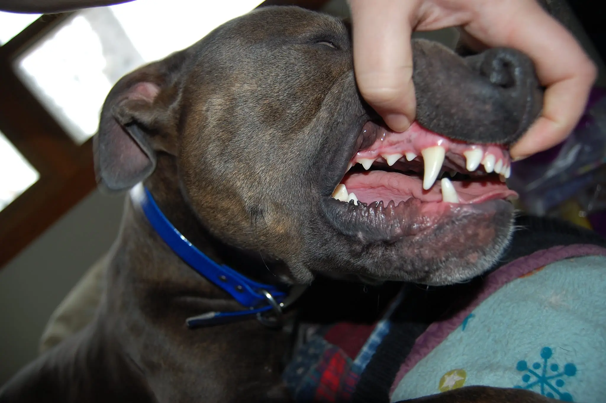 dents chien