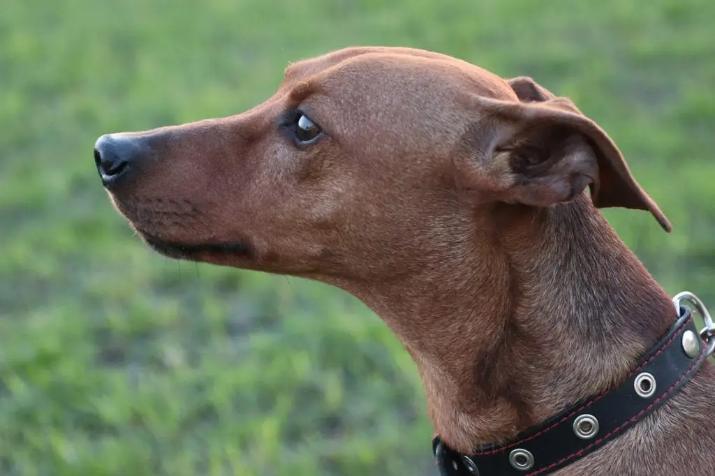 pinscher
