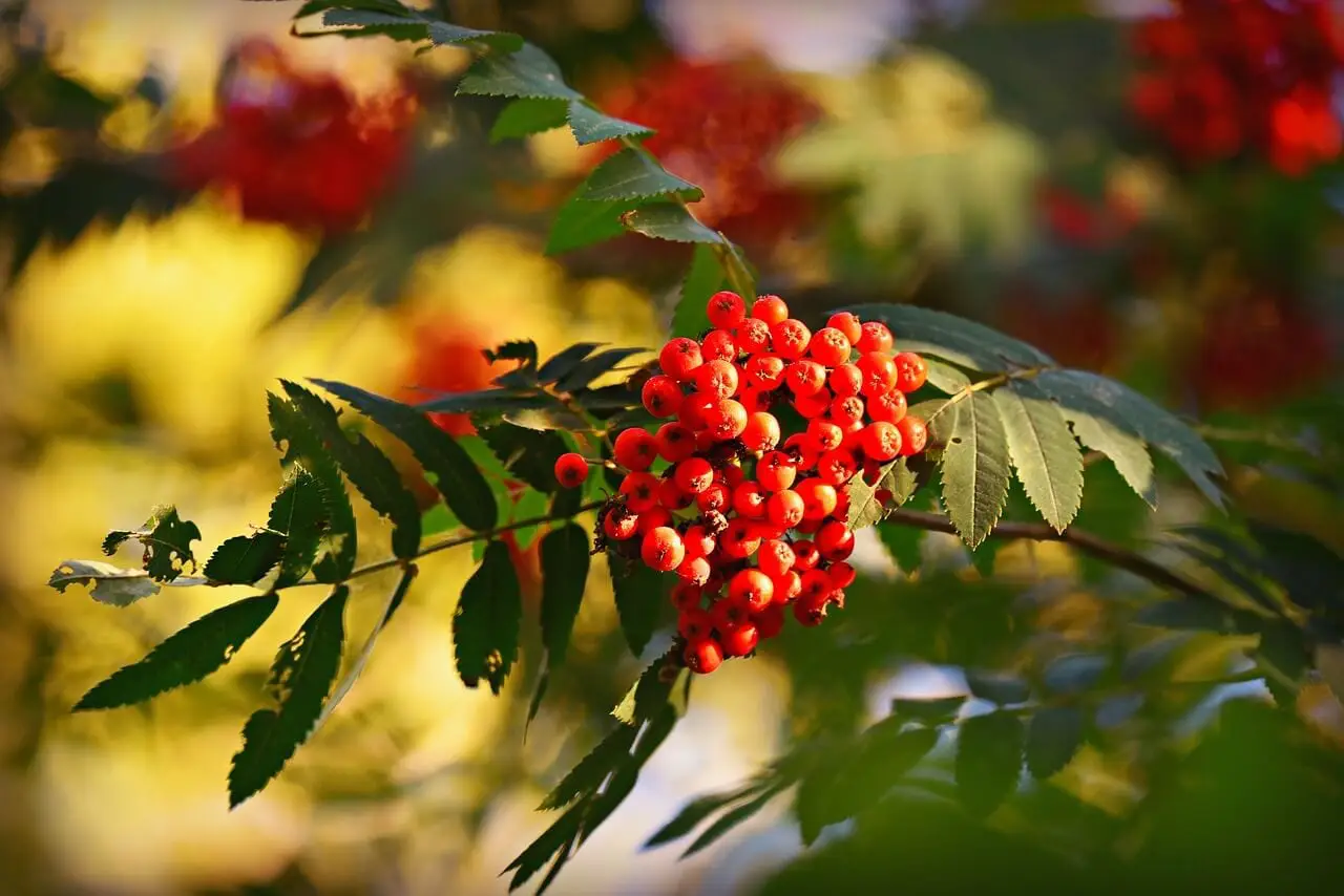 plantes toxiques pour chien