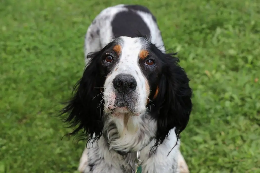 setter anglais