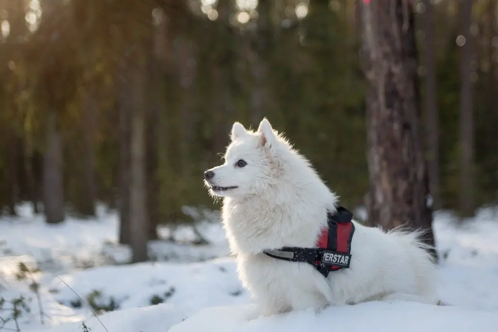 spitz chien