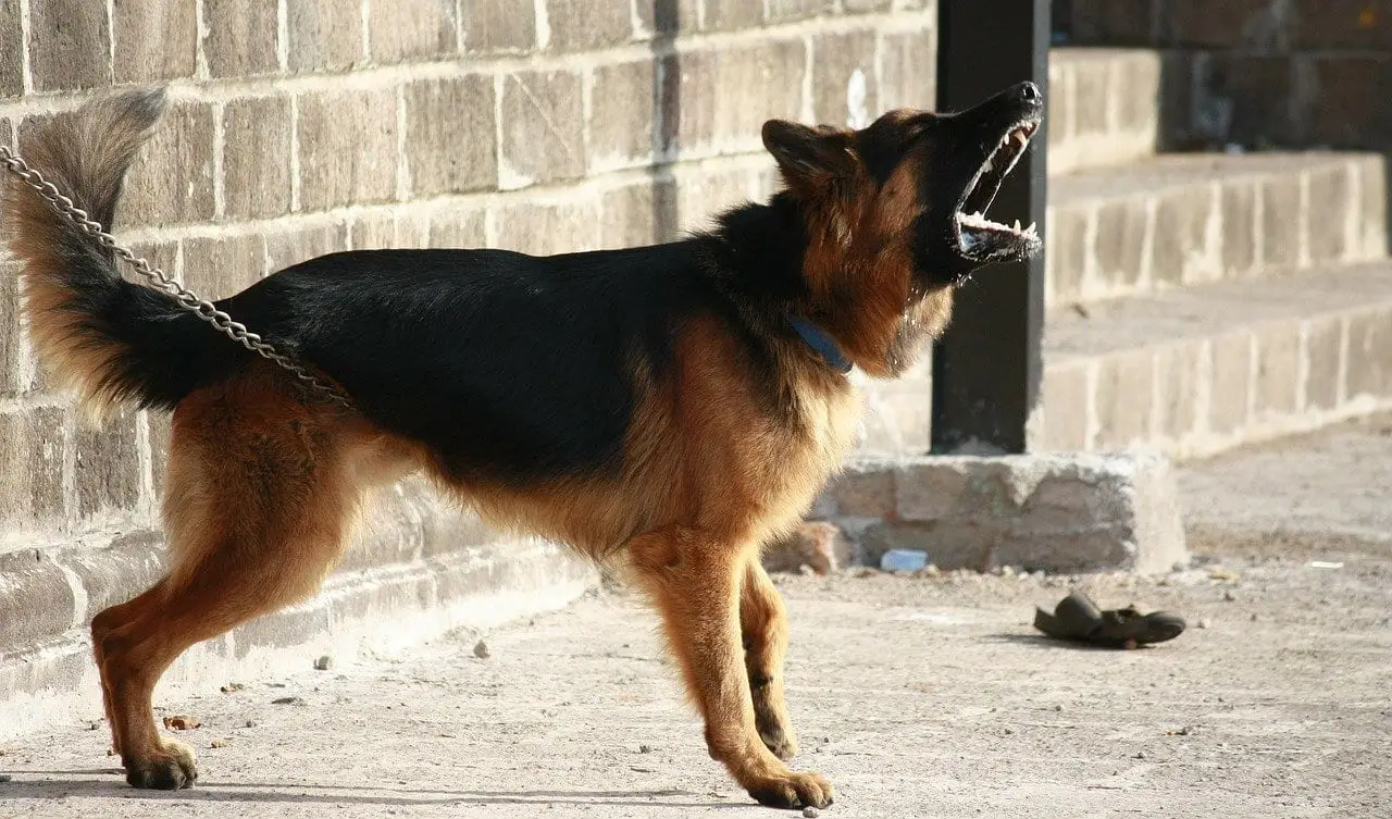 un chien qui aboie