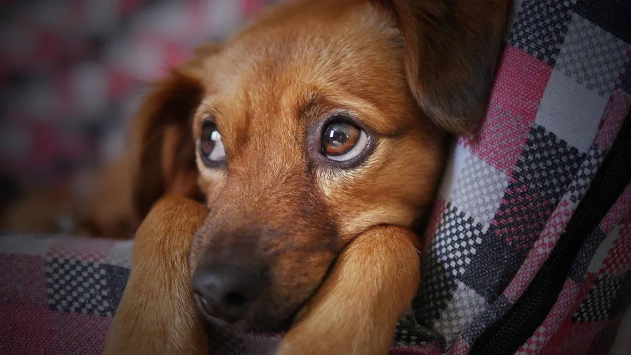 chien décès