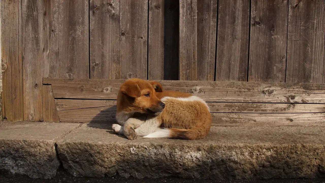 chien perdu