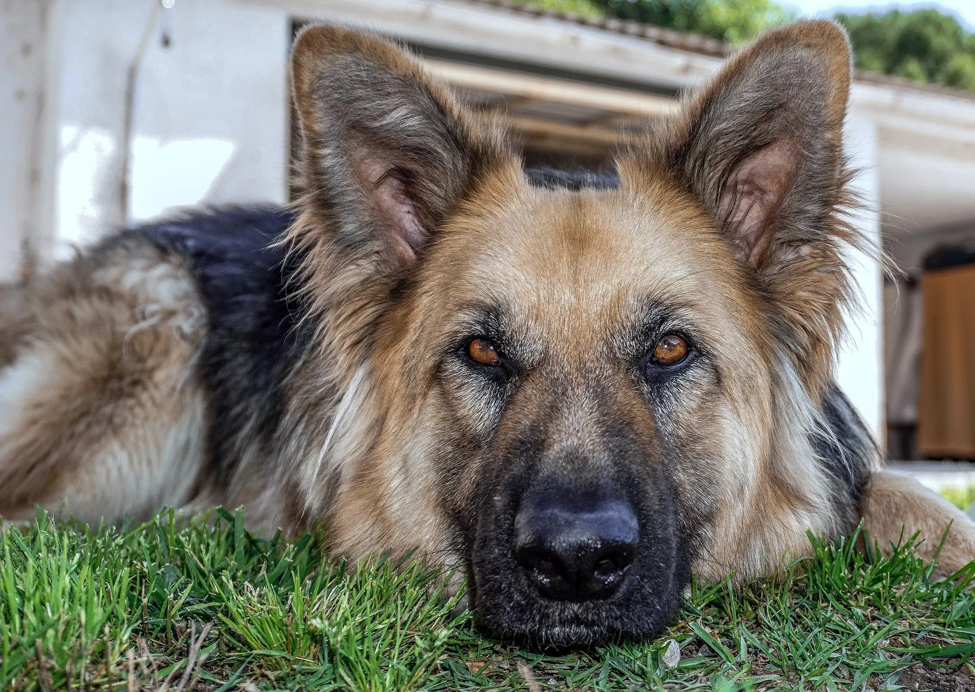 dysplasie chien